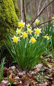 Newest Cost Free Daffodils Growing Thoughts On This Page We Ve Got Provided Just About All You Need To Know About British Wild Flowers Bulb Flowers Daffodils