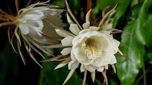 Resultado de imagen de Epiphyllum exypetalum f