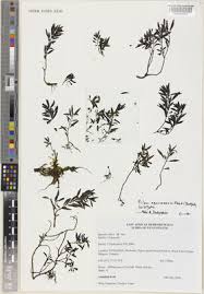 Image result for Cyperus fischerianus