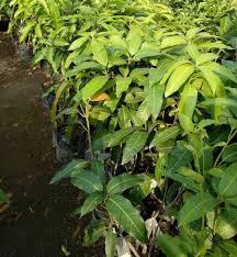 Jual bibit online, kota pekanbaru. Jual Bibit Buah Online Murah Terlengkap Higaragro