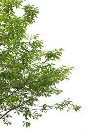 06前景樹木 無料切り抜き素材 sozaiya com 樹木 切り抜き 絵