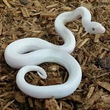 Leucistic Colombian Rainbow Boa Pet Snake Beautiful Snakes Cute Snake