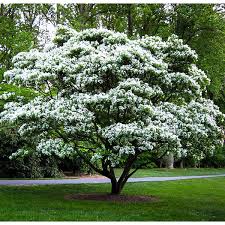 Image result for Halesia