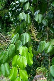 Image result for Menispermaceae