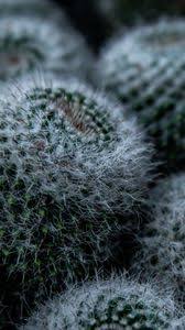 Peakpx is the world's largest free images stock, 301004 royalty free images under cc0 license. Cactus Qhd Samsung Galaxy S6 S7 Edge Note Lg G4 Wallpapers Hd Desktop Backgrounds 1440x2560 Images And Pictures