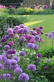 Alliums In The Flower Border Purple Garden Flower Garden Plants