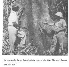 Image result for Leptactina arborescens