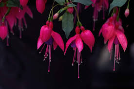 Orange, pink, red, purple, white; 75 Types Of Colorful Flowers With Pictures Flower Glossary