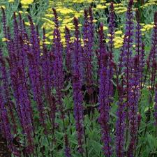 The tall purple perennial flowers produced on these plants are real standouts in the garden. Pin On Perennials Blue Purple