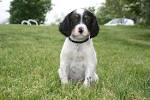 English Setter Puppies For Sale - English Setters ...