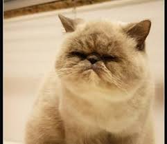 Smoosh face cat‏ @smooshfacecat 3 июн. Pin On Best Cat