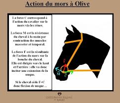 action du mors osteopathie equine p barry cheval accessoires pour chevaux equin