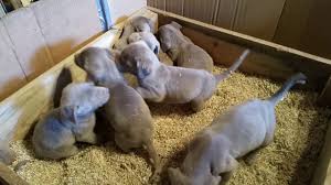 New and used items, cars, real estate, jobs, services, vacation rentals dark chocolate lab puppies ready for their new homes. Silver Labmaraner Puppies Labrador Weimaraner Cross 5 Weeks Old Youtube