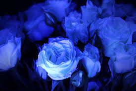 Black Light Roses Sunflowers And Roses Blue Roses Rose Lights