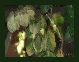 Personally i had the idea colitas was a type of desert flower. Warm Smell Of Colitas Rising Up Through The Air Photo Barbara Heide Photos At Pbase Com