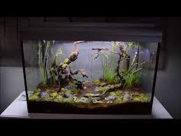 How To Make A Billabong Terrarium Paludarium Wetland Marsh Etc Youtube