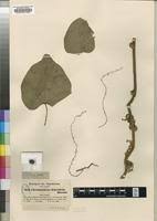 Image result for Chasmanthera dependens