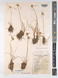 Image result for Cyperus mollipes
