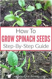 If your garden soil is acid (ph below 7), then be. How To Grow Spinach From Seed Step By Step Growing Spinach Backyard Vegetable Gardens Growing Vegetables