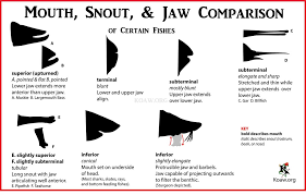 The Fishes What Is A Fish Answered Here Koaw Nature