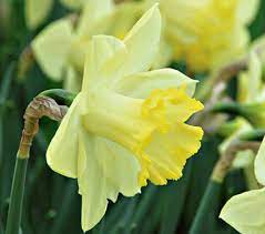 White Flower Farm America S Premier Resource For Gardeners White Flower Farm Spring Garden Flowers Daffodil Bulbs White Flower Farm