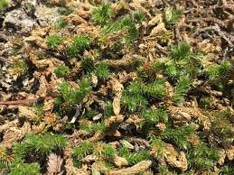 Image result for Selaginella afrorum