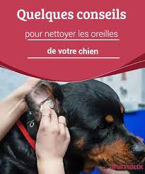 Quelques Conseils Pour Nettoyer Les Oreilles De Votre Chien My Animals Nettoyer Oreille Chien Chien Nettoyer Les Oreilles