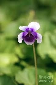 Image result for Viola hederacea