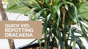 Pdf | the phytoremediation potential of dracaena reflexa to remediate diesel contaminated soil was determined in a greenhouse study. Repotting Dracaena Dracaena Marginata Dracaena Reflexa Youtube