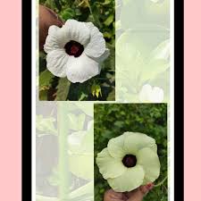 Image result for Hibiscus vitifolius