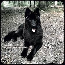 ‏‏٣٩١‏ تسجيل إعجاب · يتحدث ‏٥٢‏ عن هذا‏. Timber Shepherd Dog à¸™ à¸²à¸£ à¸
