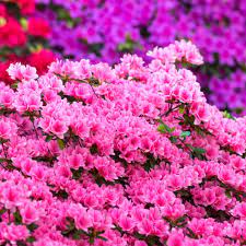 Azalea Planting Advice And Care For This Spring Bloom Studded Shrub
