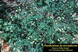 Image result for Parthenium