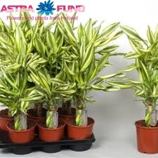 Image result for Dracaena steudneri