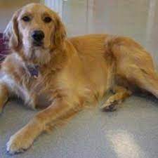 Who will take care of your pet when you are away? Pet Care Clinic 1151 East Fairview Avenue Meridian Reviews And Appointments Topvet