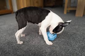 From durable super chewer toys to soft and snuggly plushies, we've got the perfect toy for fido. Treat Dispensing Dog Toys The Top Treat Dispensing Dog Toys