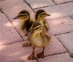 How To Raise Baby Ducklings Pethelpful