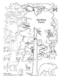 Nature lovers will adore these forest coloring pages. Deciduous Forest With Animals Labeled Coloring Page