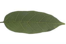 Image result for Ficus virens