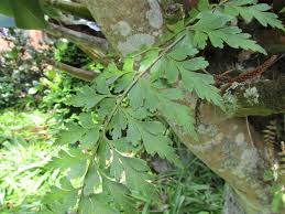 Image result for Asplenium aethiopicum