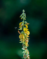 Image result for Crotalaria phyllostachys