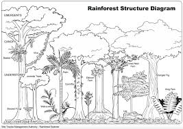 Rainforest Canopy Diagram Www Pixshark Com Images Rainforest Activities Rainforest Theme Rainforest Project