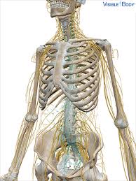 The nervous system first it gathers and interprets information. Glossary Of The Nervous System Learn Nervous Anatomy