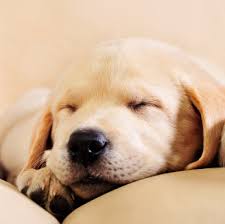 Some puppies cry every night for the first one or two weeks while others only cry the first night or two. Dog Barking At Night Helping Dogs Sleep Preventing Early Waking