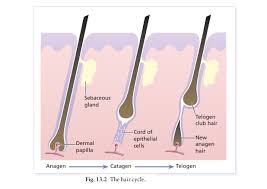 A healthy lifestyle of low stress, proper diet, and gentle hair care. The Hair Cycle