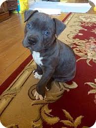 Maybe you would like to learn more about one of these? Newport Beach Ca Pit Bull Terrier Meet Olaf A Pet For Adoption