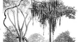 Image result for Entada gigas