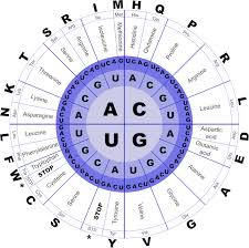 rosalind translate an rna string into an amino acid string