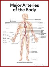 The common carotid arteries each branch into the internal and external carotid arteries. Amino Neuro Frequency Therapy Anf Therapy Major Arteries Of The Body The Arteries Are The Blood Vessels That Deliver Oxygen Rich Blood From The Heart To The Tissues Of The