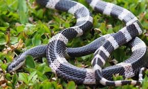 Maybe you would like to learn more about one of these? Arti Bertemu Ular Weling Menurut Mitos Pertanda Mengingatkan Bulanbintang7 Com